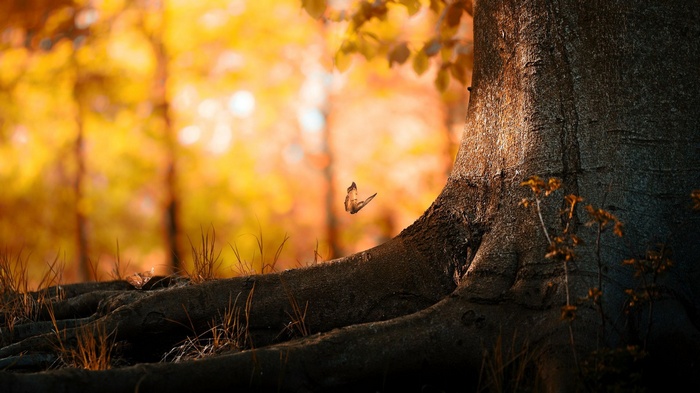 Butterfly flying near a tree in fall