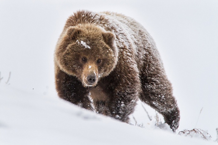 A brown bear walks through the snow