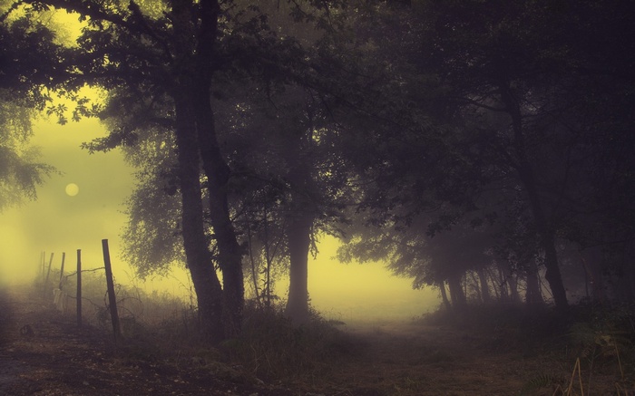 Misty forest path with a fence and a pale sun