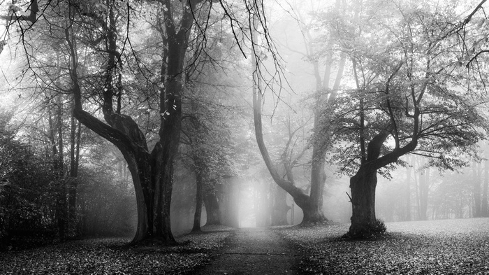 Monochrome forest path in Germany with mist