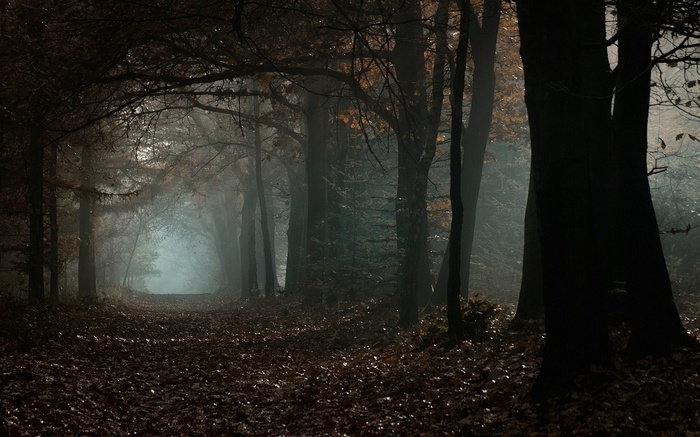 A misty path through a forest in autumn