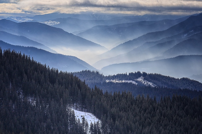 Misty Mountains Landscape with Pine Forests in Romania