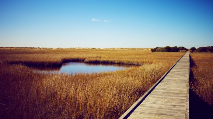 Wooden boardwalk through a marsh with a pond