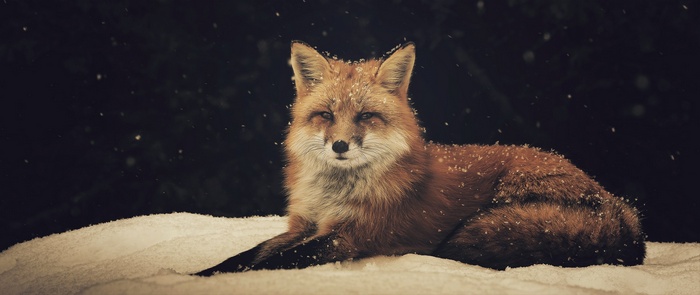 A fox rests in the snow during a snowfall