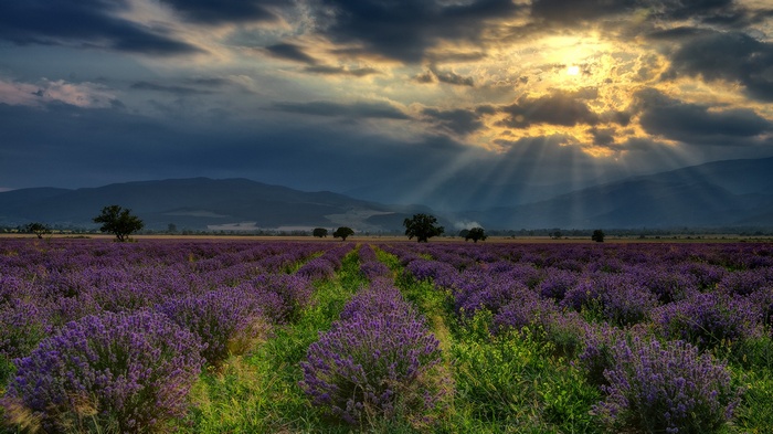 Lavender field in Bulgaria with sun rays