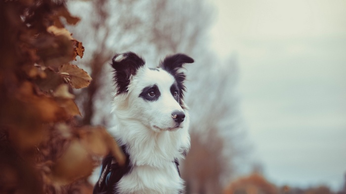 Border Collie dog with panda-like markings
