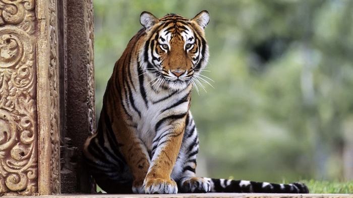Tiger sitting next to ancient stone carving