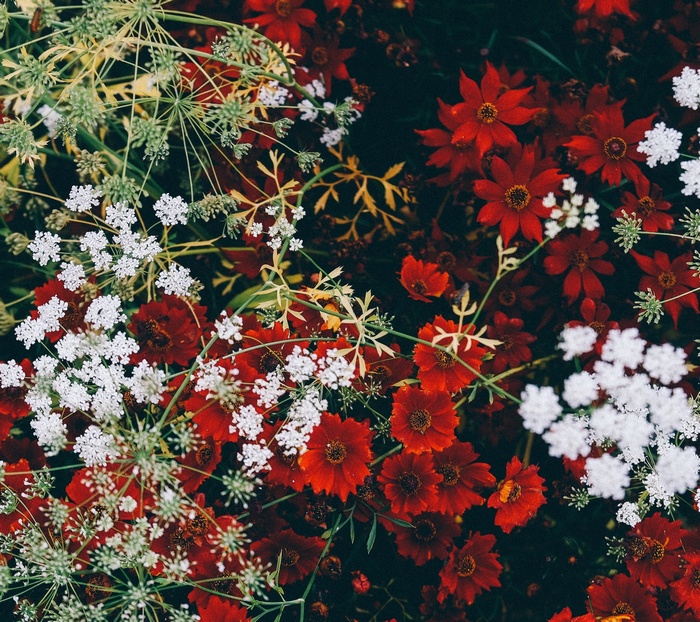 Red and white flowers in a garden