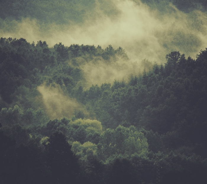 Misty forest with sunbeams filtering through trees