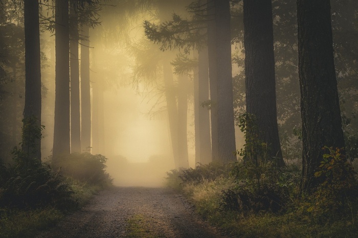 Misty forest path with sunlight filtering through trees