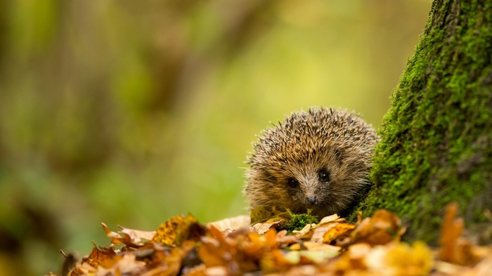 Hedgehog peeking from behind a mossy tree trunk