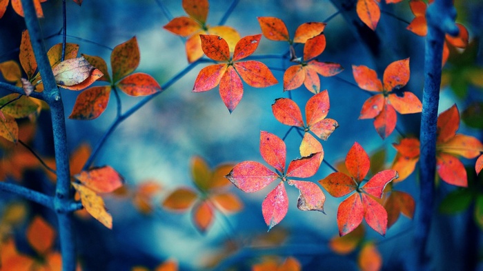 Autumn leaves on a branch with shallow depth of field