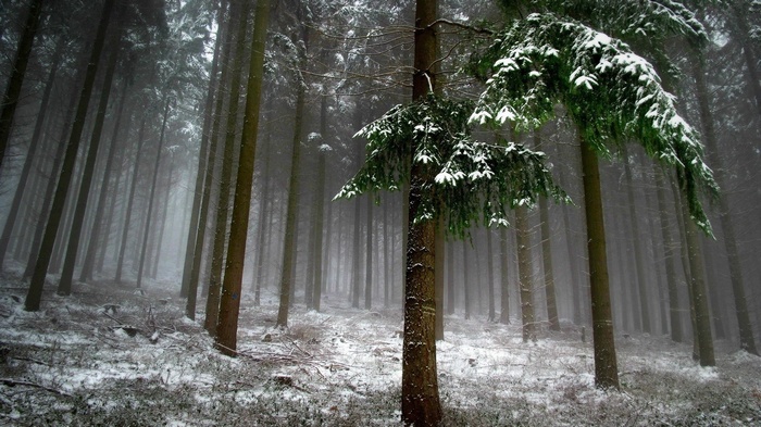 Snowy forest with tall trees and mist