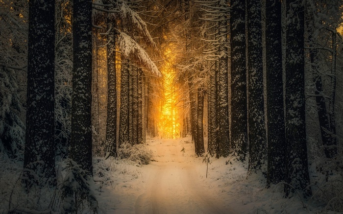 Snowy forest path with sunlight filtering through trees