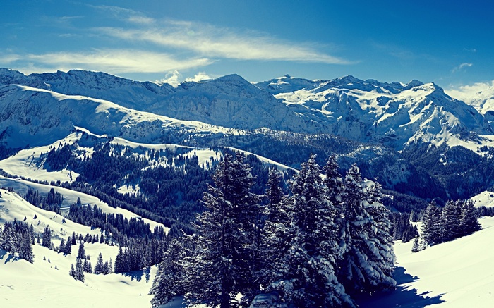 Snow-covered mountains and pine trees under a blue sky