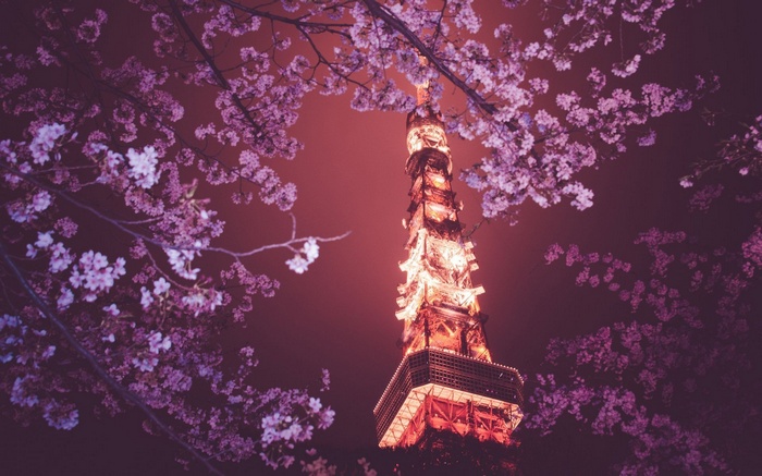 Tokyo Tower at night surrounded by cherry blossoms