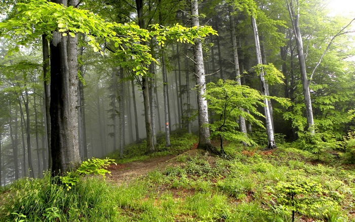 A foggy forest with tall trees and green foliage