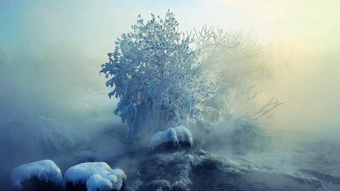 Frozen trees in misty river landscape