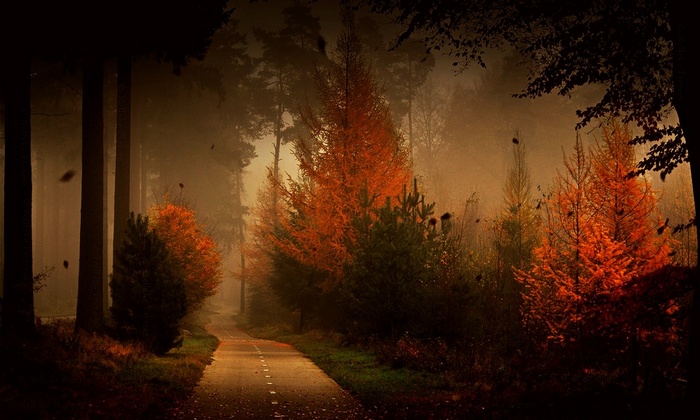 Autumn forest road with falling leaves and mist
