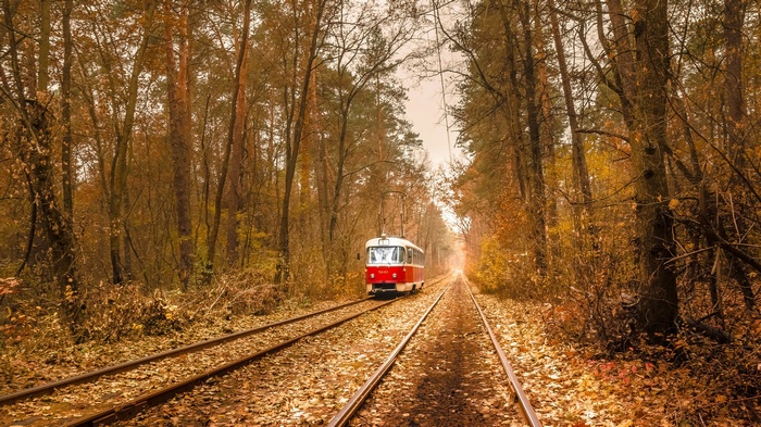 leaves, branch, Ukraine, fall, tram, nature, trees, forest, electricity, railway, wire, rail yard, vehicle