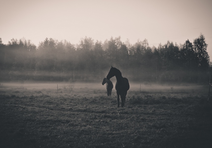 Two horses in a misty field at dawn