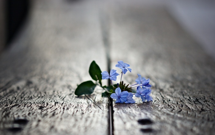 Blue flowers on a wooden surface