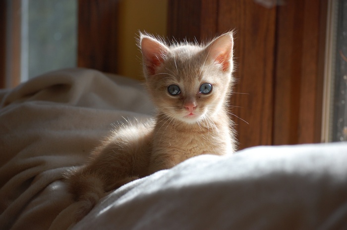 A fluffy ginger kitten with blue eyes