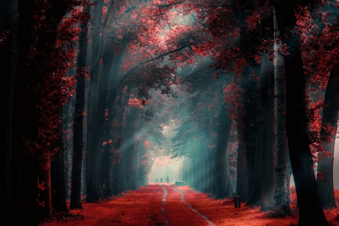 Red leaves path through misty forest with sunlight