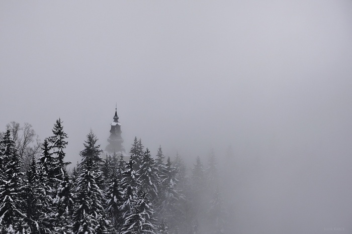 Snow-covered pine trees with a church tower in fog