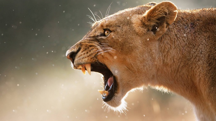 Lioness roaring with sharp teeth visible