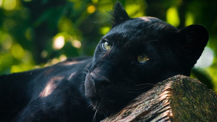 Black Panther resting on a log with green foliage