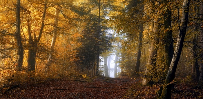Autumn forest path with yellow leaves and mist