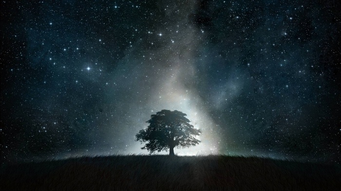 Silhouette of a tree under a starry sky