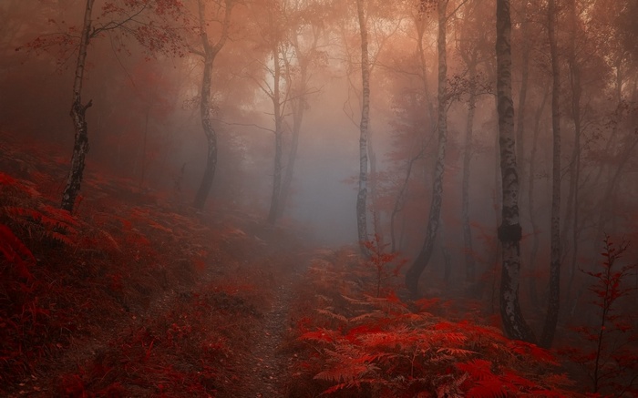 Red forest path in autumn fog