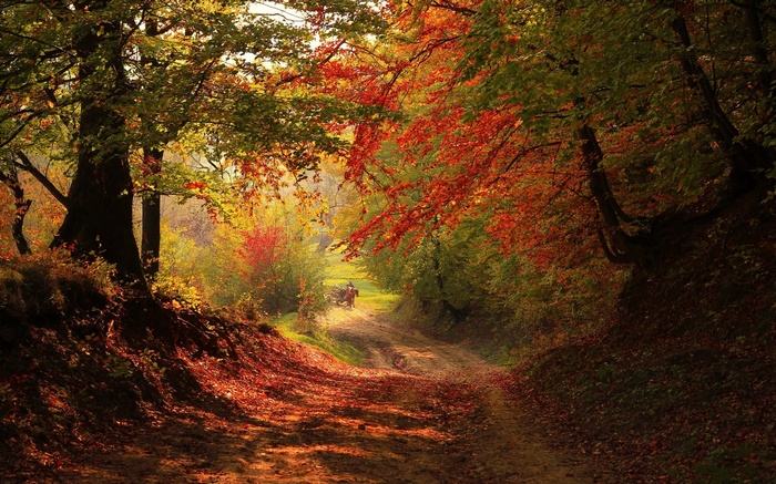 Dirt road through a forest in autumn