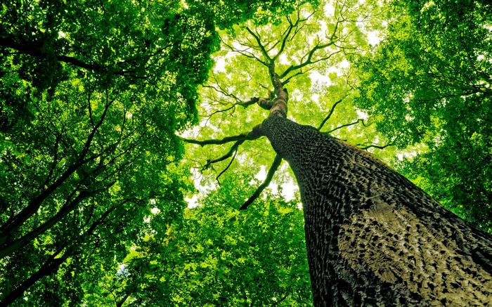 Worm's eye view of a forest canopy with a large tree