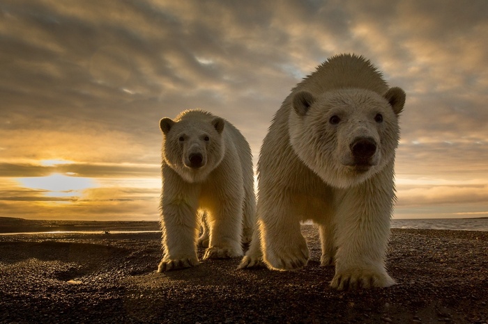 Two polar bears on a rocky shore at sunset