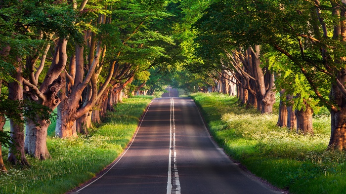 A tree-lined road stretching into the distance