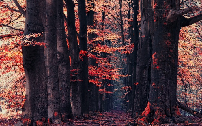 Autumn forest path with red leaves and dark trees