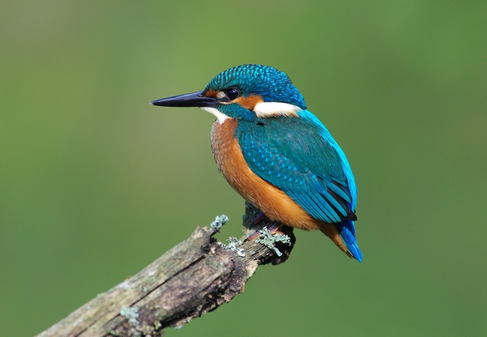 A kingfisher bird perched on a branch