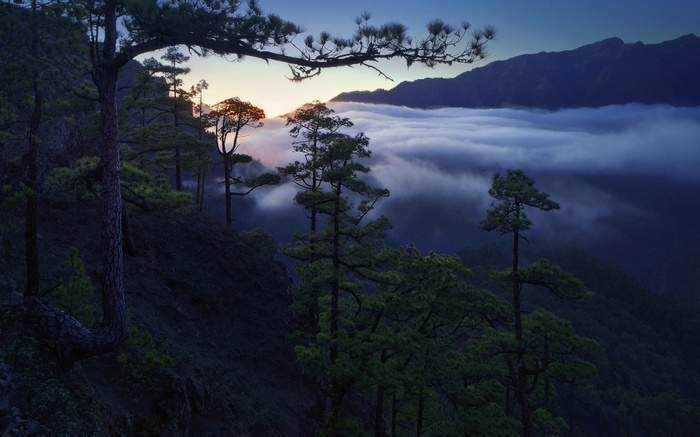 Pine trees on a mountain slope above clouds at sunset
