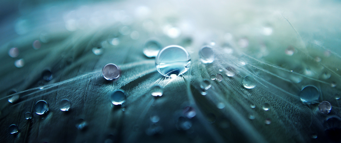 Macro photography of water droplets on a feather