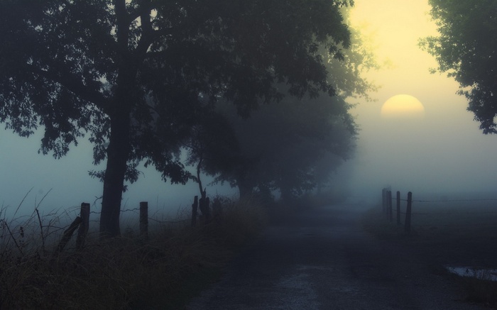 Misty landscape with trees and a dirt road at sunrise