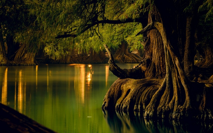 Ancient cypress trees with exposed roots reflected in calm water
