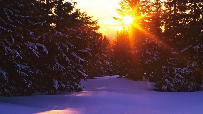 Snowy forest with sunbeams at sunset
