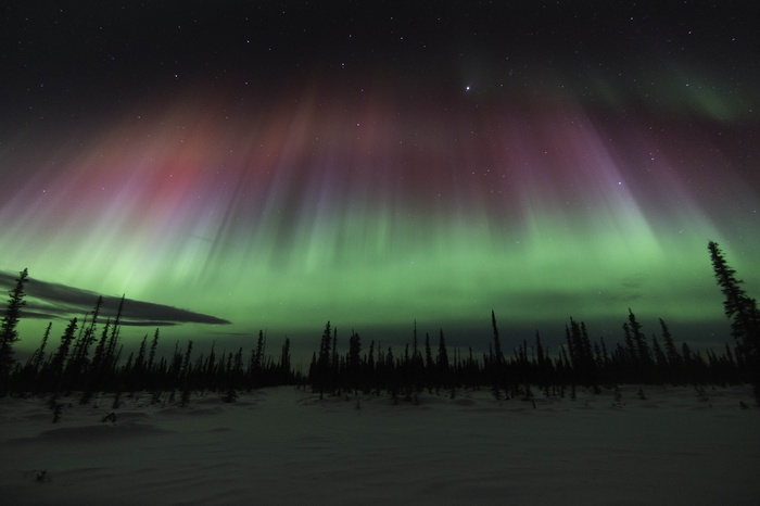 Aurora Borealis over a snowy forest landscape