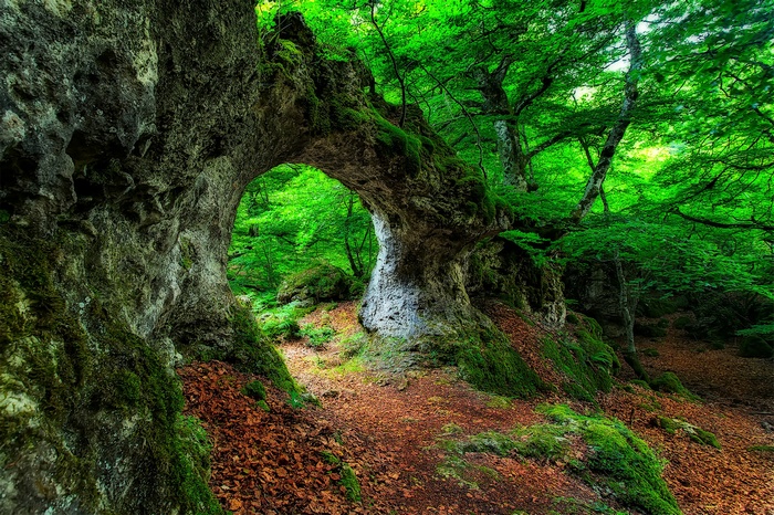 Mossy archway in a vibrant green forest with fallen leaves