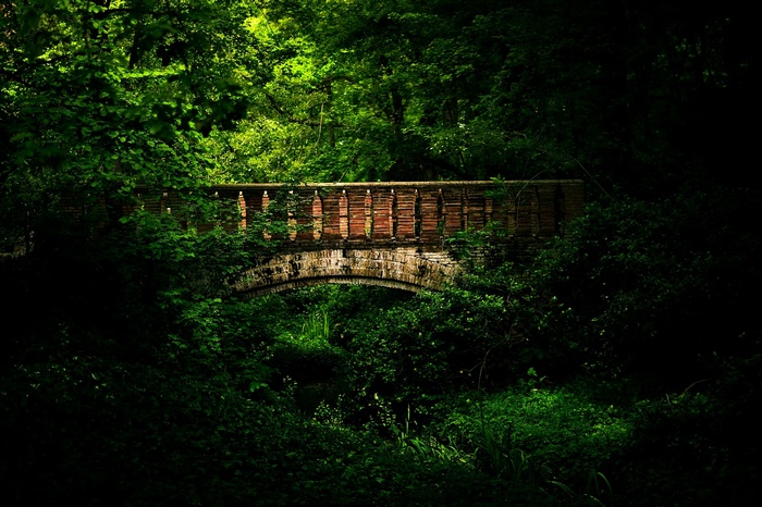 Stone bridge covered in greenery in a forest