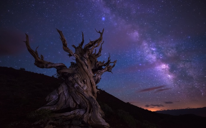 Ancient tree under the Milky Way galaxy