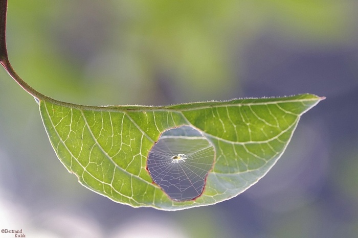 Spider on a leaf with a hole and web
